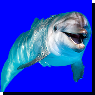 dolphin