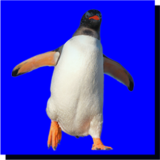 penguin