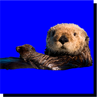 sea_otter