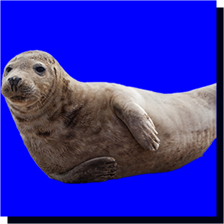 seal