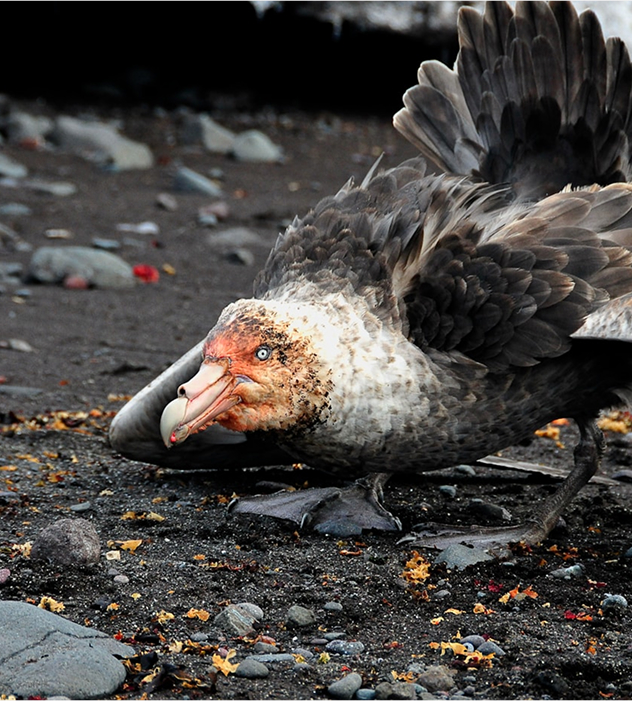 pollution_bird