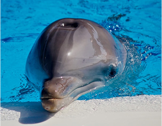 dolphin