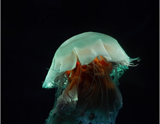 jellyfish