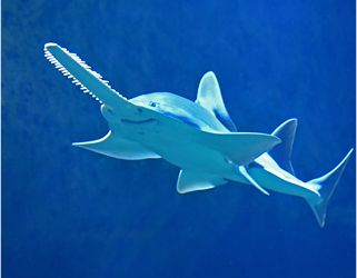 ray