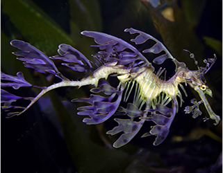 seahorse