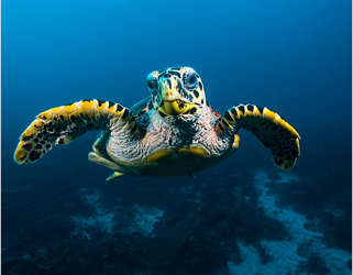turtle