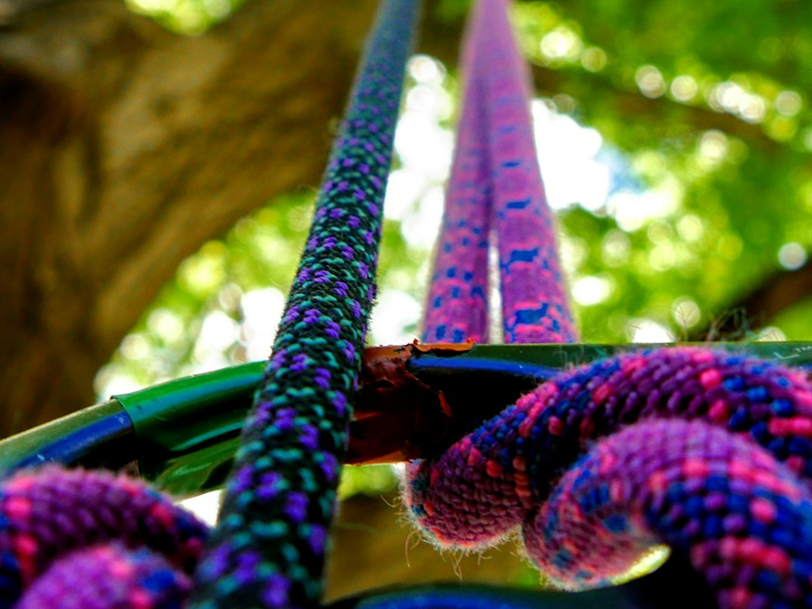treeclimbingPageFv