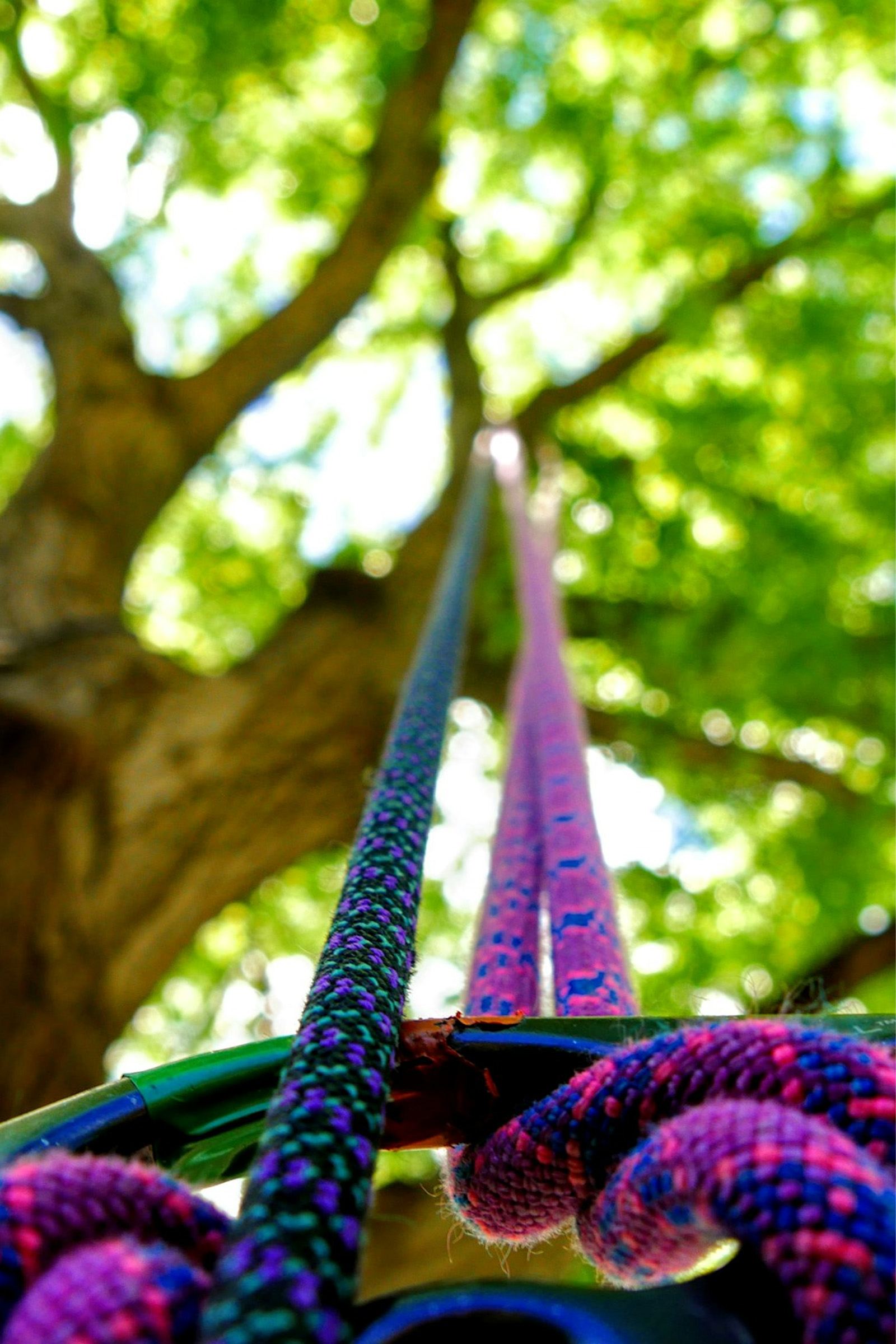 treeclimbingPageFv